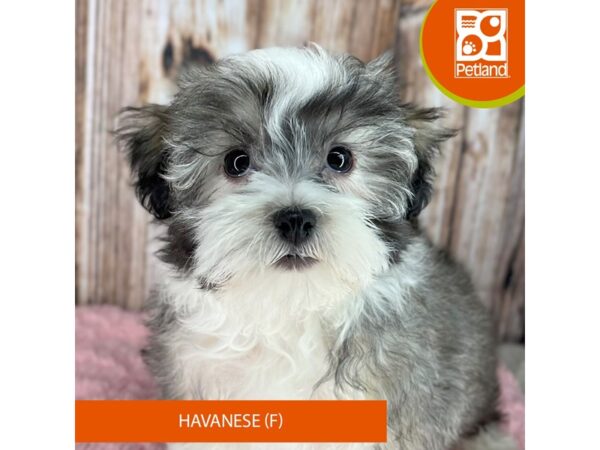 Havanese-Dog-Female-Tri-Colored-8893-Petland Dayton, Ohio