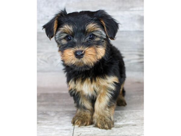 [#8909] Black / Tan Female Yorkshire Terrier Puppies For Sale
