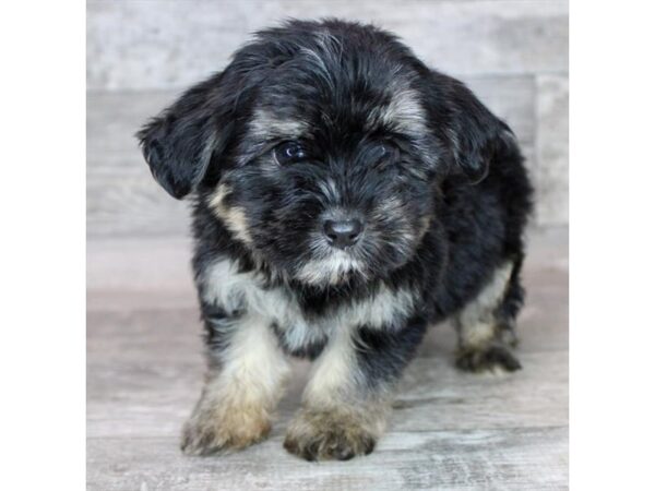 [#8910] Black / Tan Male Morkie Puppies For Sale