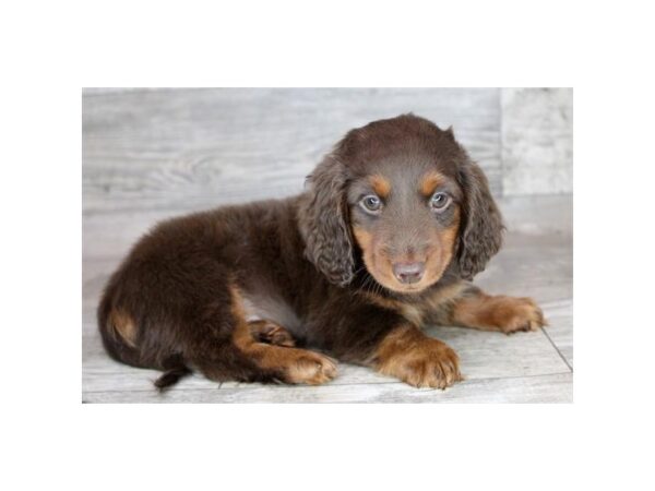 [#8907] Chocolate / Tan Female Dachshund Puppies For Sale
