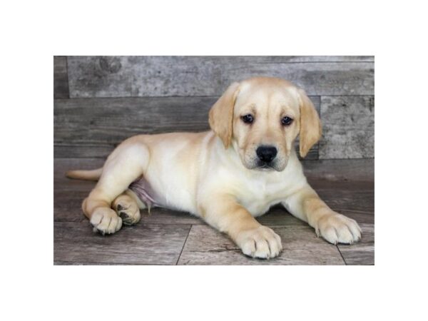 Labrador Retriever – 8908