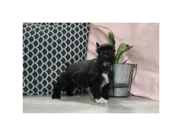 [#8911] Black Male Miniature Schnauzer Puppies For Sale