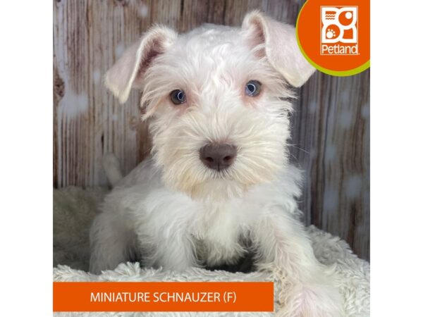 [#8897] White Female Miniature Schnauzer Puppies For Sale