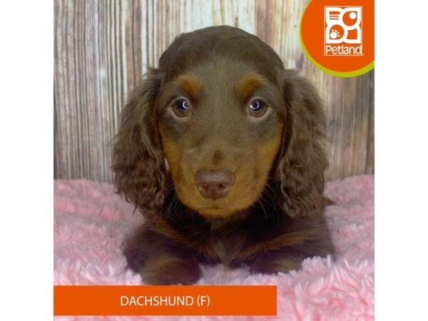 Dachshund-Dog-Female-Chocolate / Tan-8907-Petland Dayton, Ohio