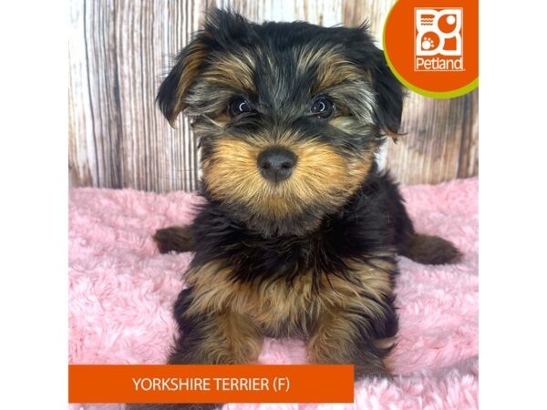 Yorkshire Terrier Dog Female Black / Tan 8909 Petland Dayton, Ohio