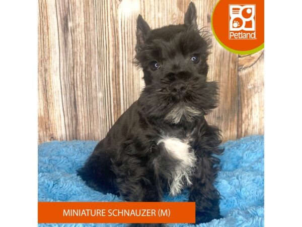 [#8911] Black Male Miniature Schnauzer Puppies For Sale