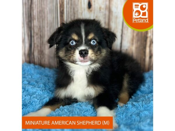 Miniature American Shepherd-Dog-Male-Black White / Tan-8843-Petland Dayton, Ohio