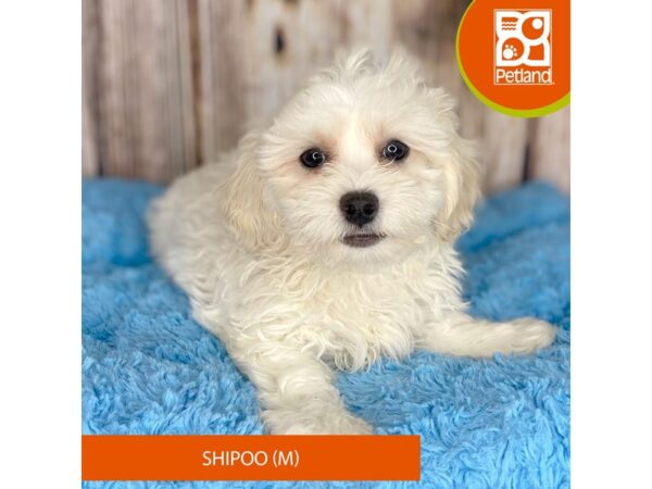 Shipoo Dog Male Buff / White 8864 Petland Dayton, Ohio