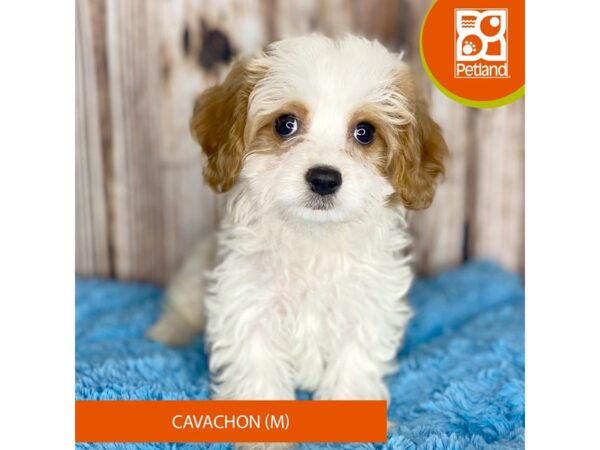 Cavachon-Dog-Male-Blenheim-8863-Petland Dayton, Ohio