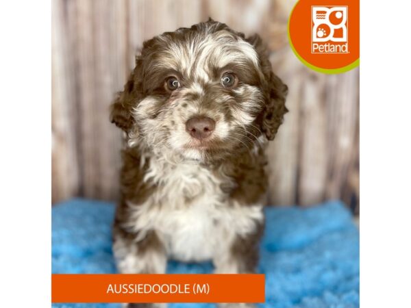 Aussiedoodle-Dog-Male-Chocolate Merle-8862-Petland Dayton, Ohio