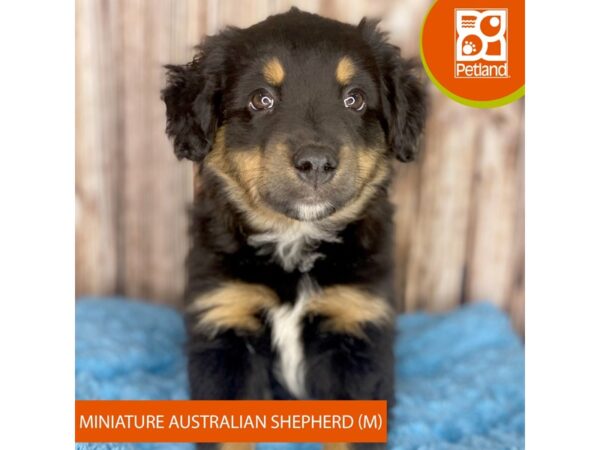 Miniature Australian Shepherd Dog Male Black / Tan 8861 Petland Dayton, Ohio