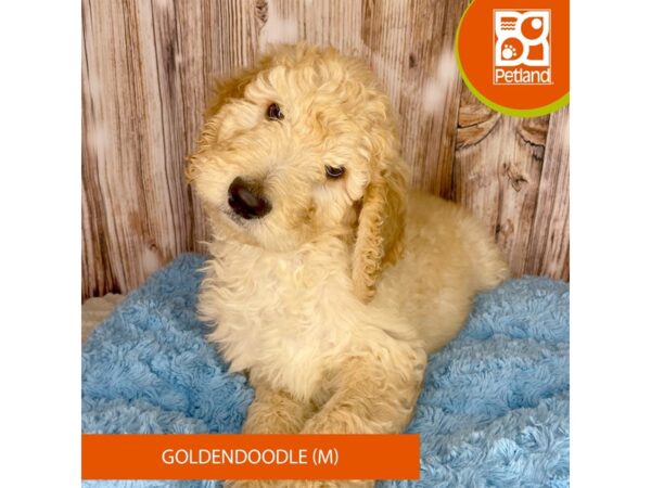 Goldendoodle Dog Male Apricot 8877 Petland Dayton, Ohio