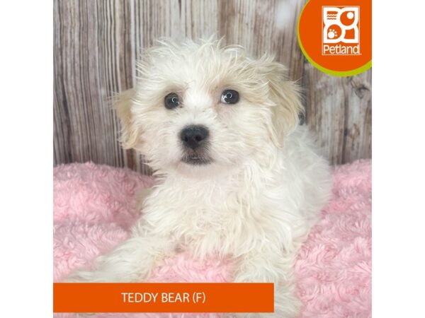 Teddy Bear-Dog-Female-White / Buff-8876-Petland Dayton, Ohio