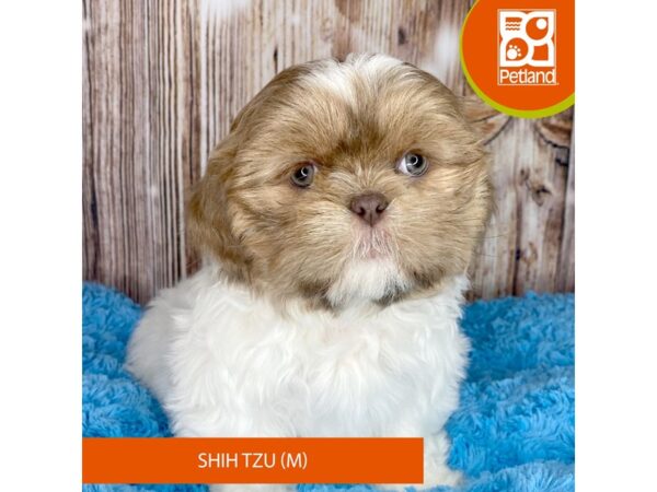 Shih Tzu Dog Male Brown / White 8875 Petland Dayton, Ohio