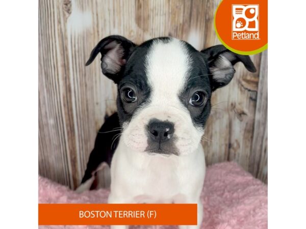 Boston Terrier Dog Female Black / White 8871 Petland Dayton, Ohio