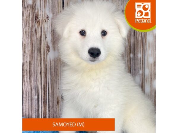 Samoyed Dog Male White 8869 Petland Dayton, Ohio