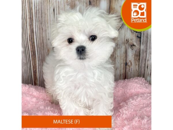 Maltese-Dog-Female-White-8868-Petland Dayton, Ohio