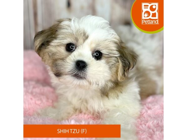 Shih Tzu Dog Female Brown / White 8890 Petland Dayton, Ohio