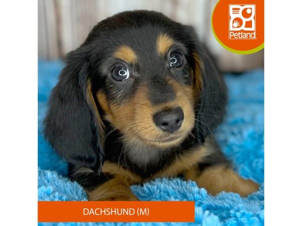 Dachshund-Dog-Male-Black / Tan-8889-Petland Dayton, Ohio