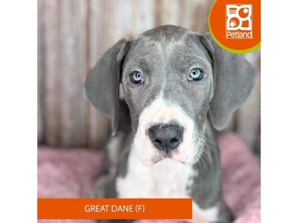 Great Dane Dog Female Blue 8891 Petland Dayton, Ohio