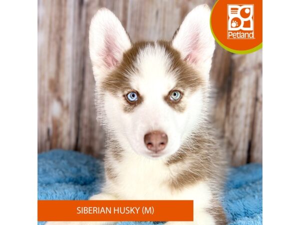 Siberian Husky Dog Male Red / White 8899 Petland Dayton, Ohio