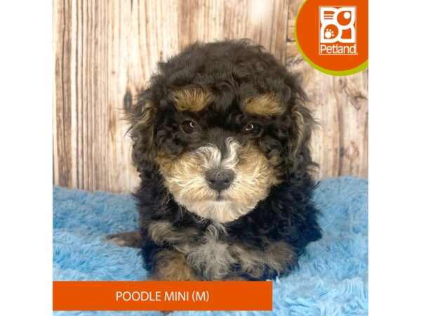 Poodle Mini-Dog-Male-Black / Tan-8912-Petland Dayton, Ohio