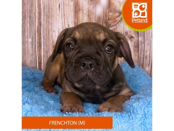 Frenchton Dog Male Red Sable 8906 Petland Dayton, Ohio