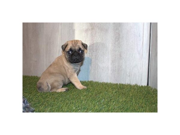 Pug Dog Female Fawn 8920 Petland Dayton, Ohio