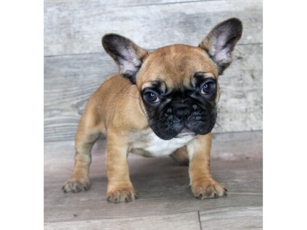 French Bulldog-Dog-Female-Fawn-8919-Petland Dayton, Ohio