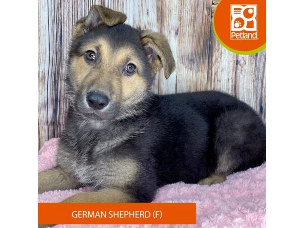 German Shepherd-Dog-Female-Black / Tan-8916-Petland Dayton, Ohio