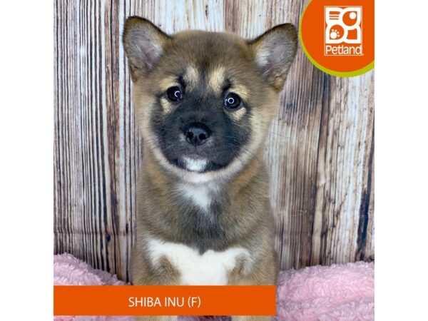 Shiba Inu Dog Female Red Sesame 8914 Petland Dayton, Ohio