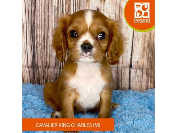 Cavalier King Charles Spaniel Dog Male Ruby 8913 Petland Dayton, Ohio