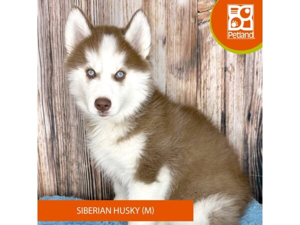 Siberian Husky Dog Male Red / White 8930 Petland Dayton, Ohio