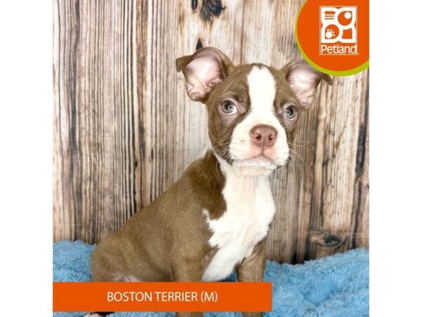 Boston Terrier Dog Male Seal / White 8926 Petland Dayton, Ohio