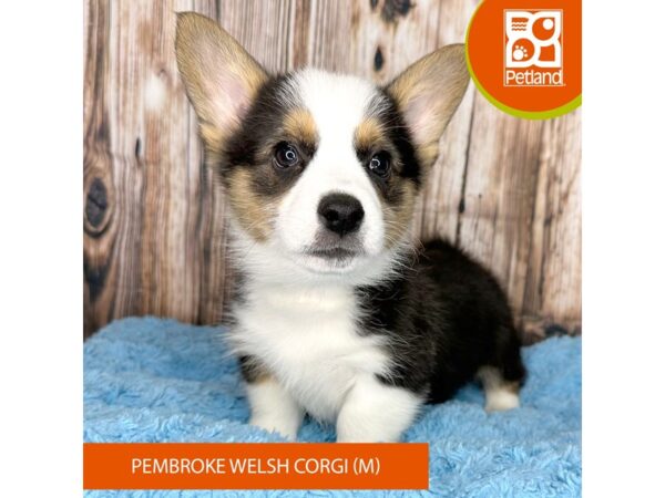 Pembroke Welsh Corgi Dog Male Black White / Tan 8922 Petland Dayton, Ohio