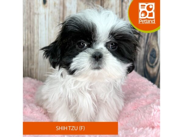 Shih Tzu Dog Female Black / White 8921 Petland Dayton, Ohio