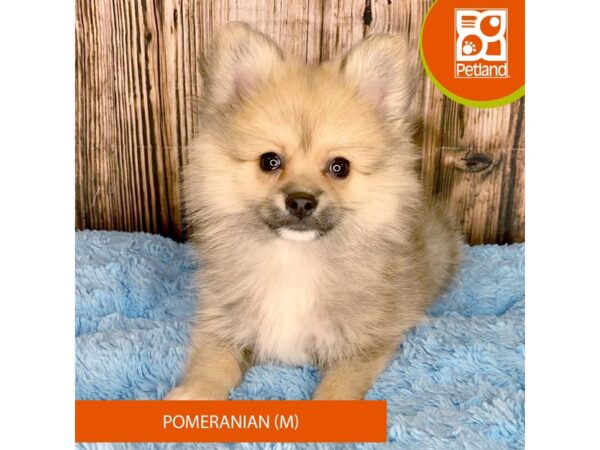 Pomeranian Dog Male Sable 8943 Petland Dayton, Ohio