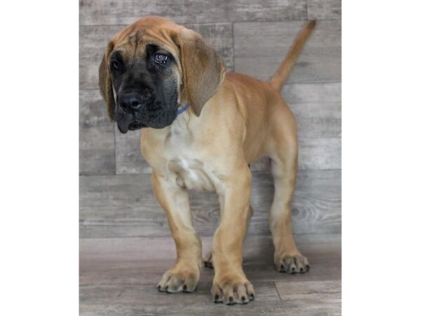 Great Dane Dog Male Fawn 8949 Petland Dayton, Ohio