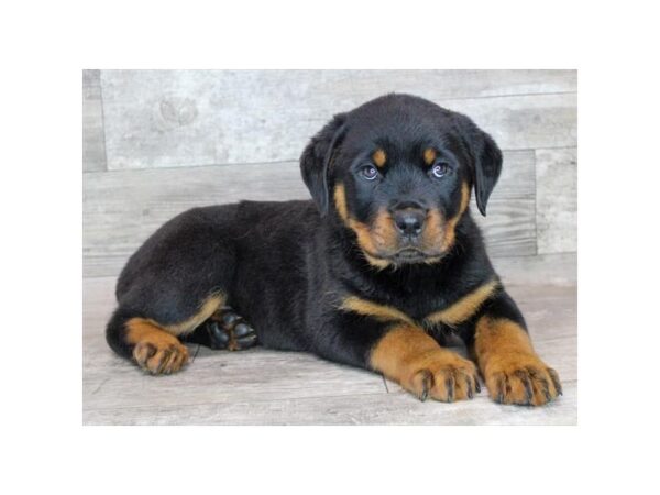 Rottweiler Dog Male Black / Tan 8950 Petland Dayton, Ohio