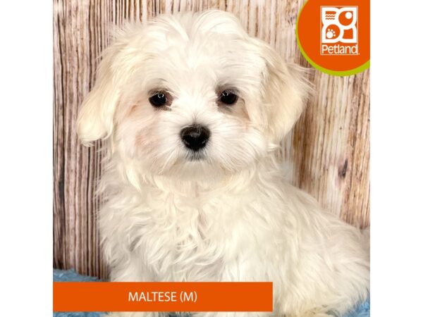 Maltese Dog Male White 8954 Petland Dayton, Ohio