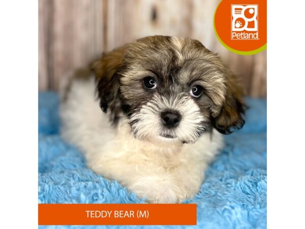 Teddy Bear Dog Male 8904 Petland Dayton, Ohio