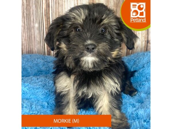 Morkie Dog Male Black / Tan 8910 Petland Dayton, Ohio