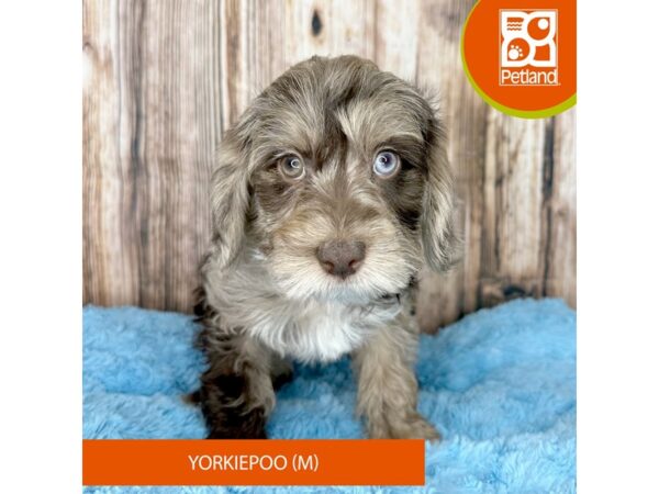 Yorkiepoo-Dog-Male-Chocolate Merle-8932-Petland Dayton, Ohio