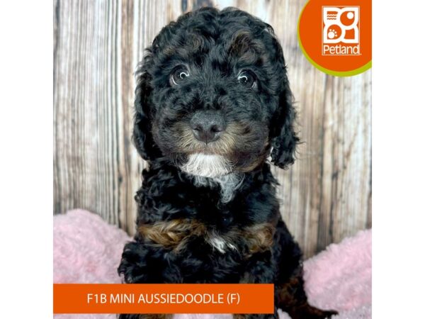 Aussiedoodle Mini F1b Dog Female Black / Tan 8931 Petland Dayton, Ohio