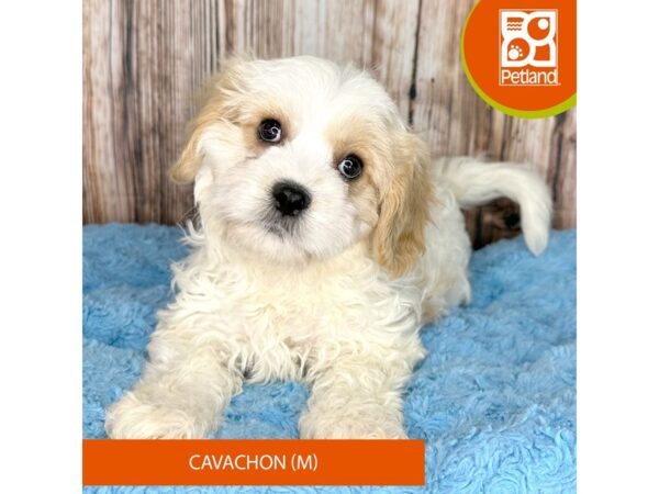 Cavachon – 8924
