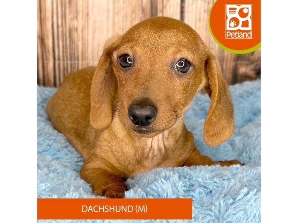 Dachshund Puppy Red ID:8369 Located at Petland Dayton, Ohio