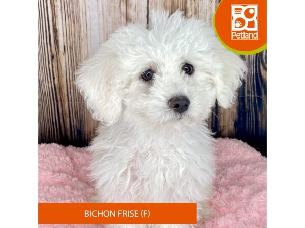 Bichon Frise – 8944