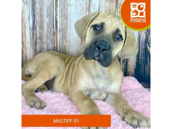 Mastiff Dog Female Fawn 8942 Petland Dayton, Ohio