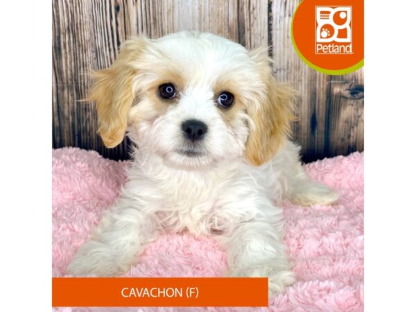 Cavachon – 8940