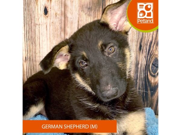 German Shepherd Dog Male Black / Tan 8934 Petland Dayton, Ohio